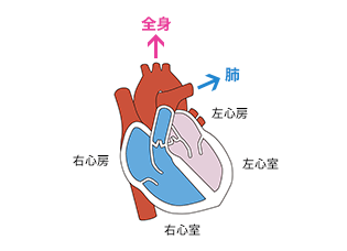 図1　心臓の構造