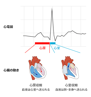 図2　心臓の収縮